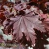 CRIMSON SENTRY NORWAY MAPLE