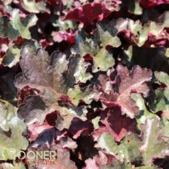 PLUM PUDDING CORAL BELLS -Deals Gardenith Store DETA 330