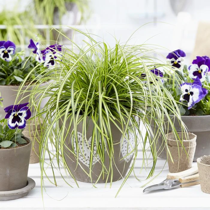 EVERSHEEN SEDGE 1 EVERSHEEN SEDGE