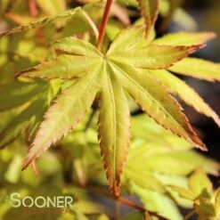 ORANGE DREAM UPRIGHT JAPANESE MAPLE -Deals Gardenith Store DETA 3415