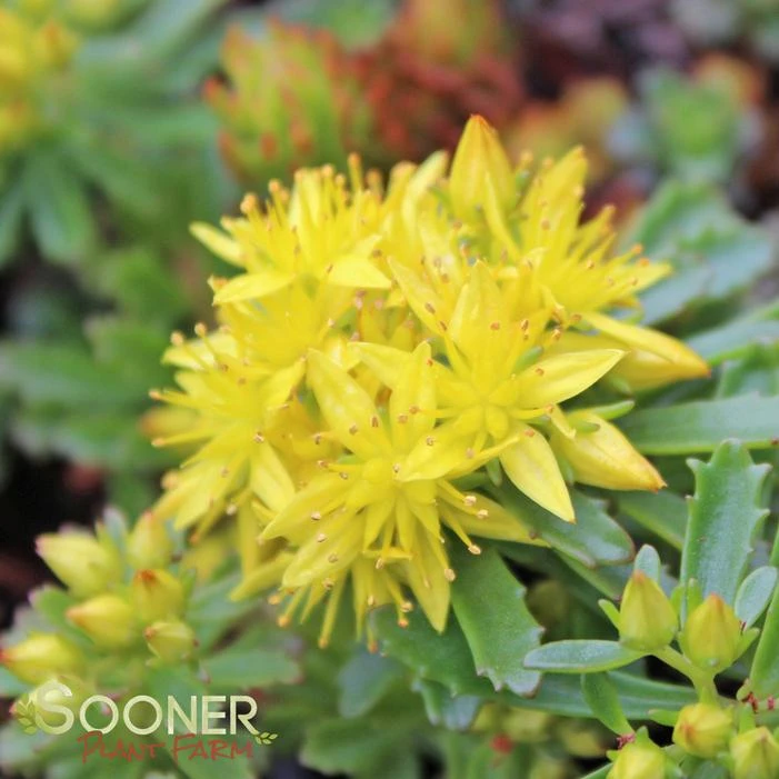 WEIHENSTEPHANER GOLD SEDUM 1 WEIHENSTEPHANER GOLD SEDUM