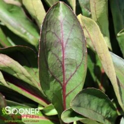 DARK TOWERS BEARDTONGUE