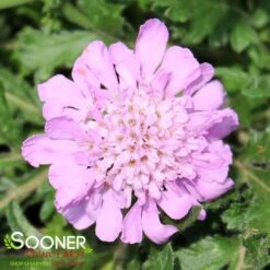 PINK MIST PINCUSHION FLOWER -Deals Gardenith Store DETA 353