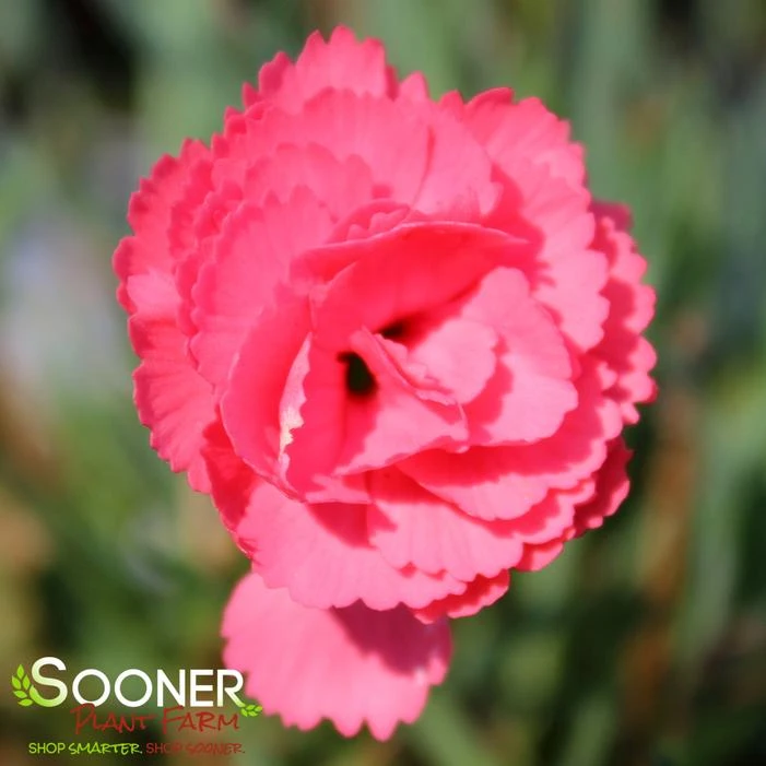 FRUIT PUNCH® CLASSIC CORAL DIANTHUS 3 FRUIT PUNCH® CLASSIC CORAL DIANTHUS - Image 3