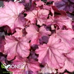 PRIMO® WILD ROSE CORAL BELLS -Deals Gardenith Store DETA 3638