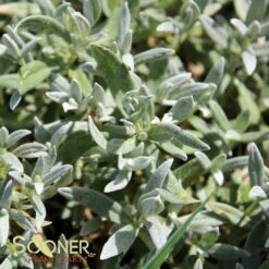 YO YO SNOW IN SUMMER