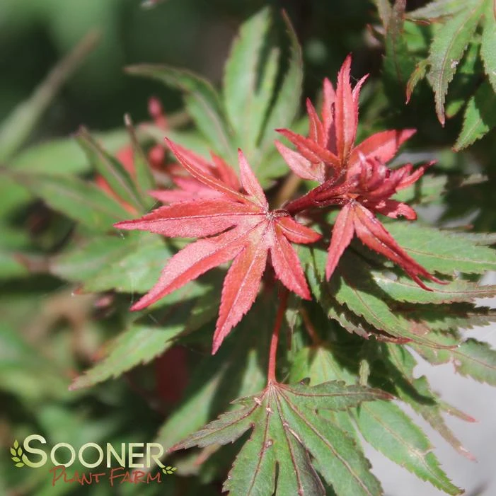 KOTO HIME DWARF UPRIGHT JAPANESE MAPLE 1 KOTO HIME DWARF UPRIGHT JAPANESE MAPLE