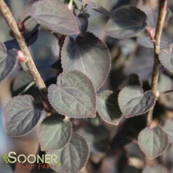 RED FOX KATSURA TREE