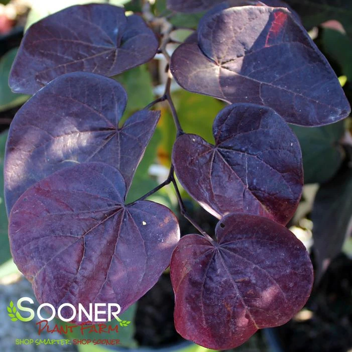 BLACK PEARL™ REDBUD 2 BLACK PEARL™ REDBUD - Image 2