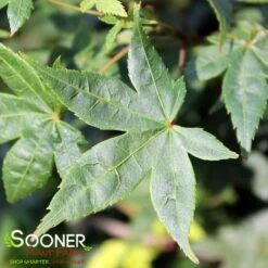 KATSURA NISHIKI UPRIGHT JAPANESE MAPLE 5 KATSURA NISHIKI UPRIGHT JAPANESE MAPLE -Deals Gardenith Store DETA 3861