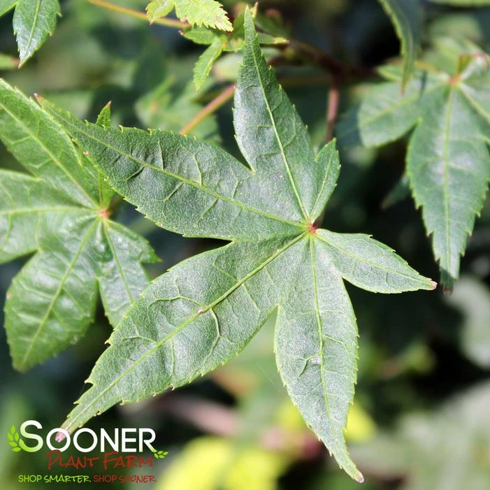 KATSURA NISHIKI UPRIGHT JAPANESE MAPLE 3 KATSURA NISHIKI UPRIGHT JAPANESE MAPLE - Image 3