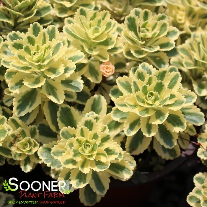 ATLANTIS® SEDUM 1 ATLANTIS® SEDUM