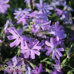 BEDAZZLED LAVENDER PHLOX -Deals Gardenith Store DETA 3969