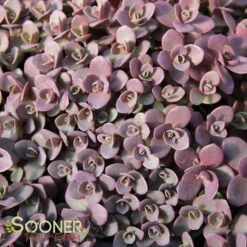 SUNSPARKLER® FIRECRACKER SEDUM -Deals Gardenith Store DETA 3988