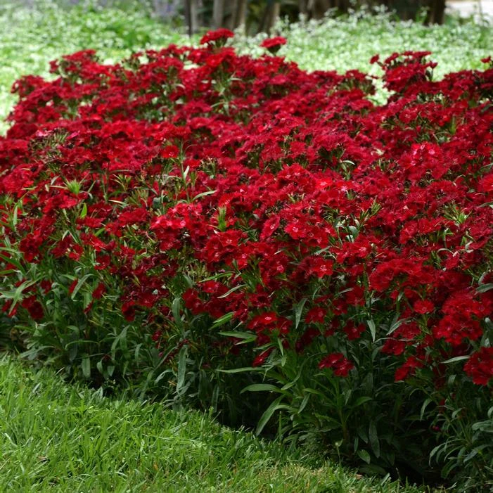 ROCKIN'™ RED DIANTHUS 2 ROCKIN'™ RED DIANTHUS - Image 2