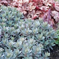 MARINA SEDUM -Deals Gardenith Store DETA 4022
