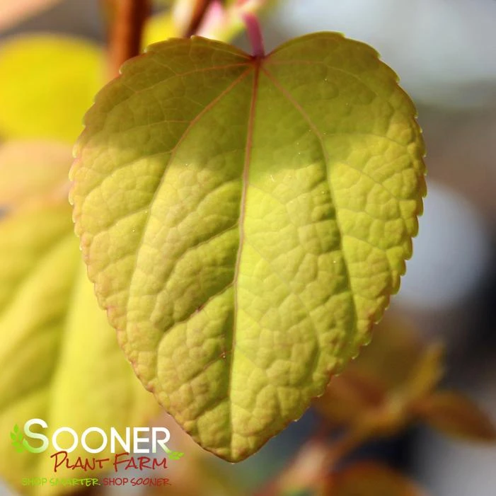 CLAIM JUMPER™ GOLDEN KATSURA TREE 2 CLAIM JUMPER™ GOLDEN KATSURA TREE - Image 2