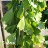 SARATOGA GINKGO