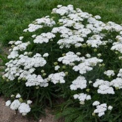 FIREFLY DIAMOND YARROW 5 FIREFLY DIAMOND YARROW -Deals Gardenith Store DETA 4091