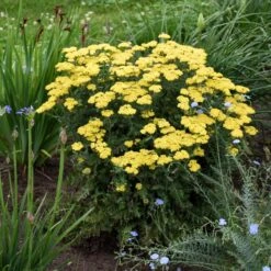 FIREFLY SUNSHINE YARROW -Deals Gardenith Store DETA 4093
