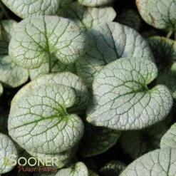 QUEEN OF HEARTS BRUNNERA -Deals Gardenith Store DETA 4100