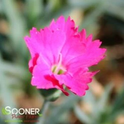PAINT THE TOWN MAGENTA DIANTHUS -Deals Gardenith Store DETA 4107