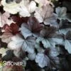 DOLCE® SILVER GUMDROP CORAL BELLS