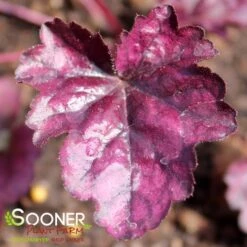 DOLCE® WILDBERRY CORAL BELLS -Deals Gardenith Store DETA 4123