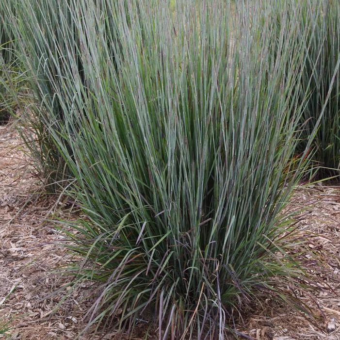PRAIRIE WINDS® BLUE PARADISE LITTLE BLUESTEM 2 PRAIRIE WINDS® BLUE PARADISE LITTLE BLUESTEM - Image 2