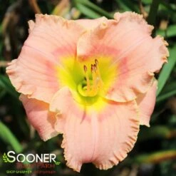 ELEGANT CANDY DAYLILY 3 ELEGANT CANDY DAYLILY -Deals Gardenith Store DETA 4229