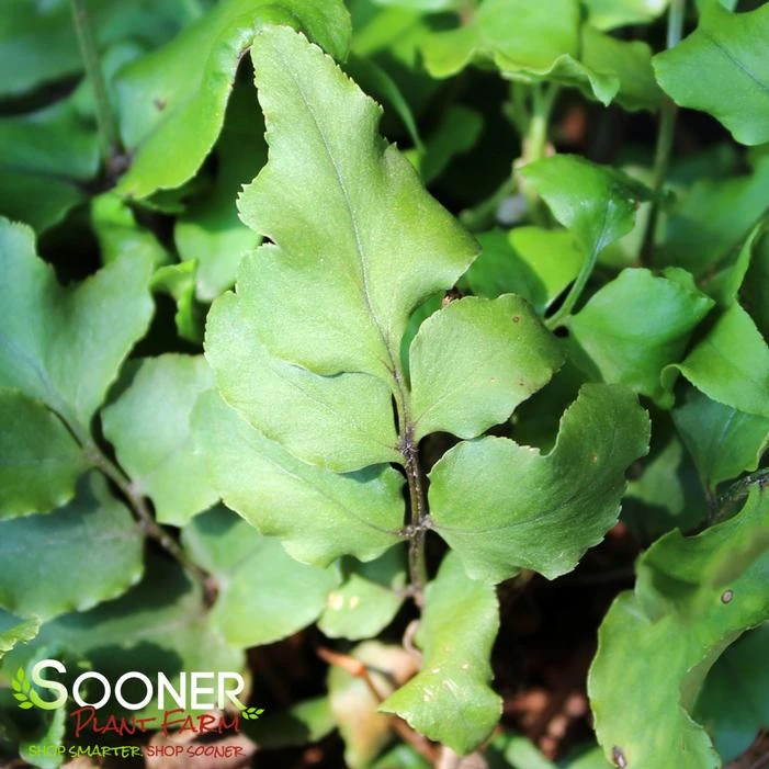 JAPANESE HOLLY FERN 2 JAPANESE HOLLY FERN - Image 2