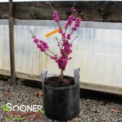 DON EGOLF MINIATURE REDBUD 7 DON EGOLF MINIATURE REDBUD -Deals Gardenith Store DETA 430