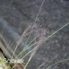 UNDAUNTED® RUBY MUHLY GRASS