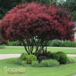 ROYAL PURPLE SMOKETREE -Deals Gardenith Store DETA 436