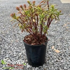 ASCOT RAINBOW EUPHORBIA -Deals Gardenith Store DETA 4375
