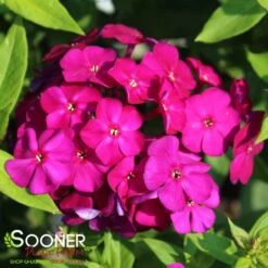 LUMINARY® ULTRAVIOLET GARDEN PHLOX -Deals Gardenith Store DETA 4410