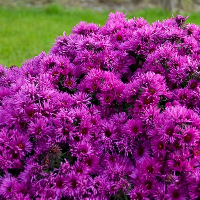 PINK CRUSH NEW ENGLAND ASTER 1 PINK CRUSH NEW ENGLAND ASTER