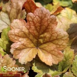 DOLCE® TOFFEE TART CORAL BELLS -Deals Gardenith Store DETA 4426