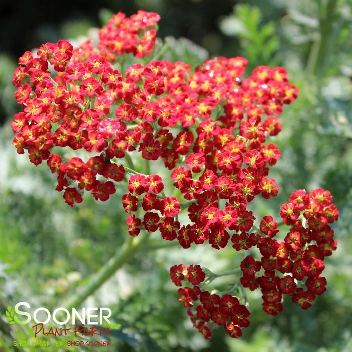 SASSY SUMMER SUNSET YARROW 1 SASSY SUMMER SUNSET YARROW