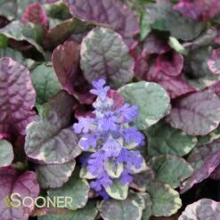 BURGUNDY GLOW AJUGA 10 BURGUNDY GLOW AJUGA -Deals Gardenith Store DETA 447