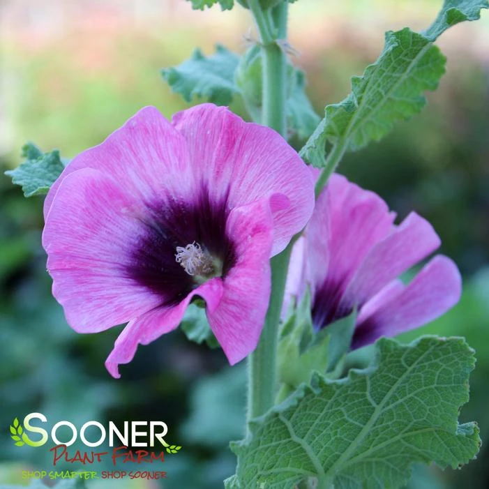 HALO CERISE HOLLYHOCK 1 HALO CERISE HOLLYHOCK