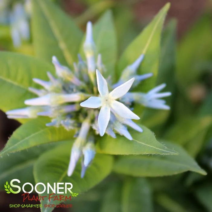 STARSTRUCK BLUE STAR 1 STARSTRUCK BLUE STAR