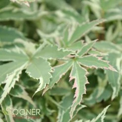 BUTTERFLY UPRIGHT JAPANESE MAPLE -Deals Gardenith Store DETA 45