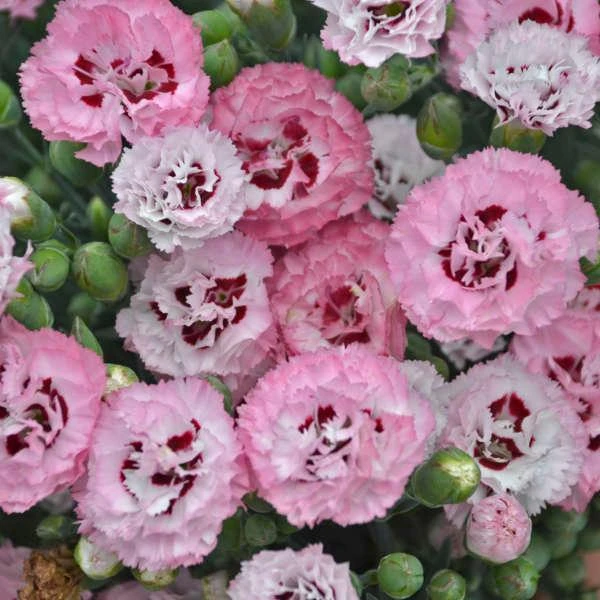 PRETTY POPPERS™ APPLEBLOSSOM BURST DIANTHUS 1 PRETTY POPPERS™ APPLEBLOSSOM BURST DIANTHUS