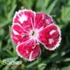 PRETTY POPPERS™ FIRE AND ICE DIANTHUS