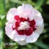 PRETTY POPPERS™ KISS AND TELL DIANTHUS