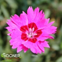 PAINT THE TOWN FANCY DIANTHUS 5 PAINT THE TOWN FANCY DIANTHUS -Deals Gardenith Store DETA 4547