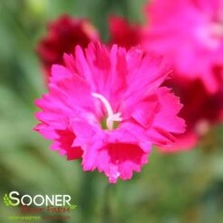PAINT THE TOWN RED DIANTHUS -Deals Gardenith Store DETA 4548