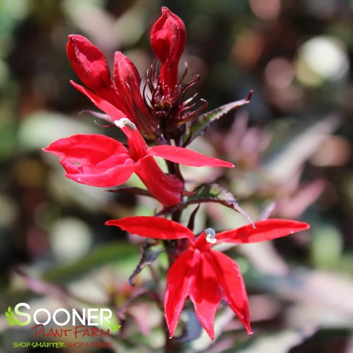 STARSHIP™ SCARLET BRONZE LEAF CARDINAL FLOWER 2 STARSHIP™ SCARLET BRONZE LEAF CARDINAL FLOWER - Image 2