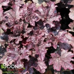 GRAPE TIMELESS CORAL BELLS -Deals Gardenith Store DETA 4593